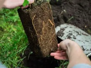 Pflanzung und Pflege von Pergola-Kletterpflanzen