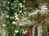 Kletterpflanzen für Pergolen